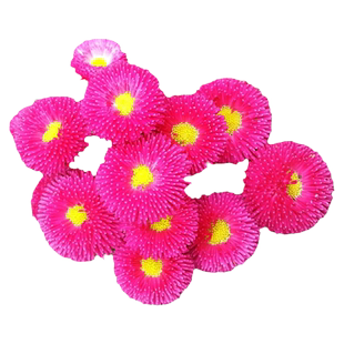 管状国庆翠菊花种子焰火雏菊花种籽庭院园艺市内盆栽观花花卉种孑