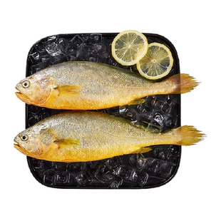 三都港速冻黄花鱼宁德大黄鱼海鲜活鱼鲜冻