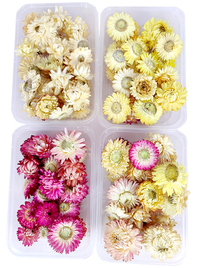雏菊花头麦秆菊花朵立体干花花盒