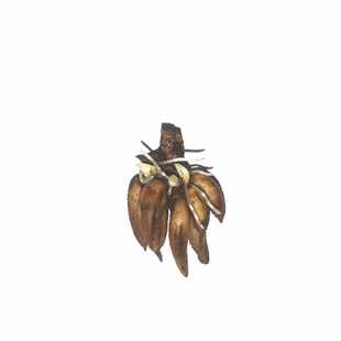 深山花奴 盆苗 缤纷重瓣花毛茛种苗阳台盆栽银莲花芹叶牡丹毛茛