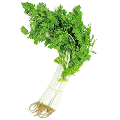 种子冬季高产南方盆栽白芹菜