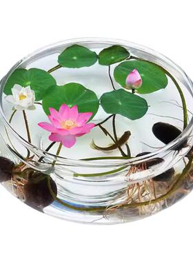 新中式玻璃花瓶碗莲水仙花盆透明水培花瓶铜钱草睡莲盆乌龟金鱼缸