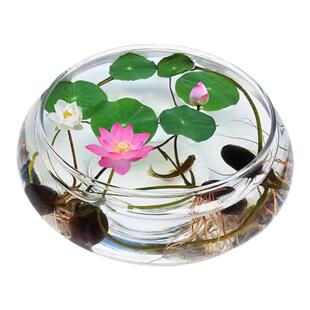 新中式玻璃花瓶碗莲水仙花盆透明水培花瓶铜钱草睡莲盆乌龟金鱼缸