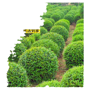 小叶黄杨树苗球苗盆景老桩造型树别墅绿篱北海道冬青绿化苗篱笆苗
