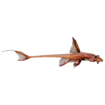 鱼官儿直升机异形鱼皇冠直升机黑魔神红蜻蜓红飞机鱼底层吃藻鱼