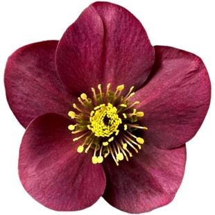 进口耐寒宿根冰雪玫瑰，  冬日芭蕾铁筷子花苗圣诞玫瑰 宿根花卉