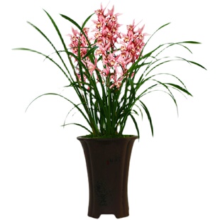 清仓建兰红花红粉佳人兰花苗浓香型大花卉带花苞出售室内绿植好养