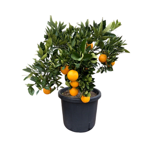 象山树苗果冻橙果树果苗盆栽爱媛38号红美人树苗橘子树橙子水果树