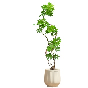 造型鸭脚木客厅大盆栽鸭掌木鹅掌柴室内落地式大型四季常青绿植物