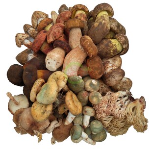 现货新鲜野生菌组合蘑菇2斤松茸羊肚牛肝 云南山珍见手青鸡枞菌子