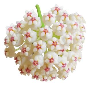 虹越银斑球兰盆栽阳台室内心叶常绿植物懒人花卉爬藤多年生低维护