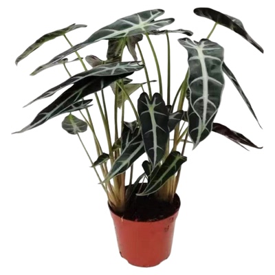 水培植物小仙女海芋苔藓球办公室