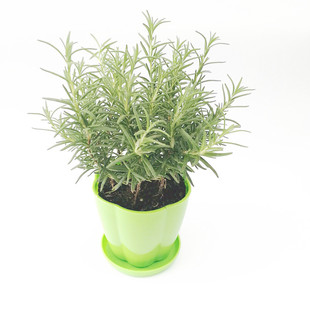 迷迭香盆栽可食用驱蚊草香草植物桌面绿植办公室新鲜薄荷叶四季