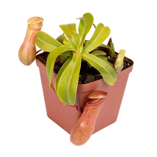 血腥玛丽猪笼草【红宝石猪笼草】食虫植物可爱鲜红笼子苹果相似