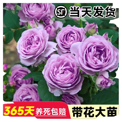 水星王阳台月季大苗带花发货玫瑰