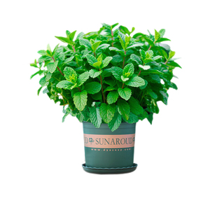 薄荷叶盆栽可食用办公室内水培植物花卉桌面阳台小绿植好养易活的