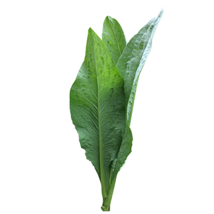 正宗高州唛菜种子高州甜麦菜种宽叶苦麦菜苦麻菜种蔬菜种孑四季播