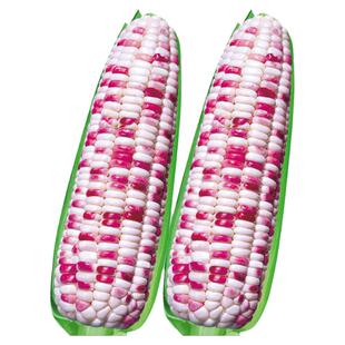 彩糯水果甜玉米种子苗大全香粘甜糯好吃糯孑薄皮大棒种籽高产菜籽