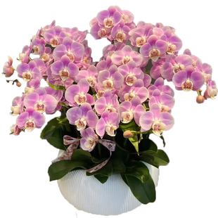 蝴蝶兰盆栽花卉鲜花速递同城配送朋友年宵办公室盆栽北京深圳上海