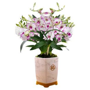 白泼墨秋石斛兰盆栽现带花苞梦香文心兰名贵花卉植物室内好养绿植