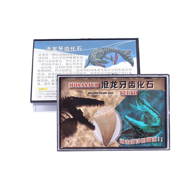 古生物原石天然恐龙牙齿化石标本