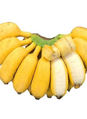 广西小米蕉甜糯小米蕉