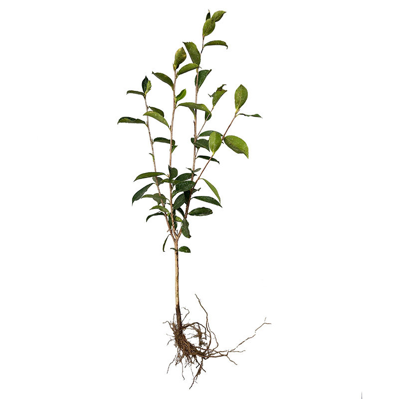 老品种油茶树苗土茶苗油茶苗