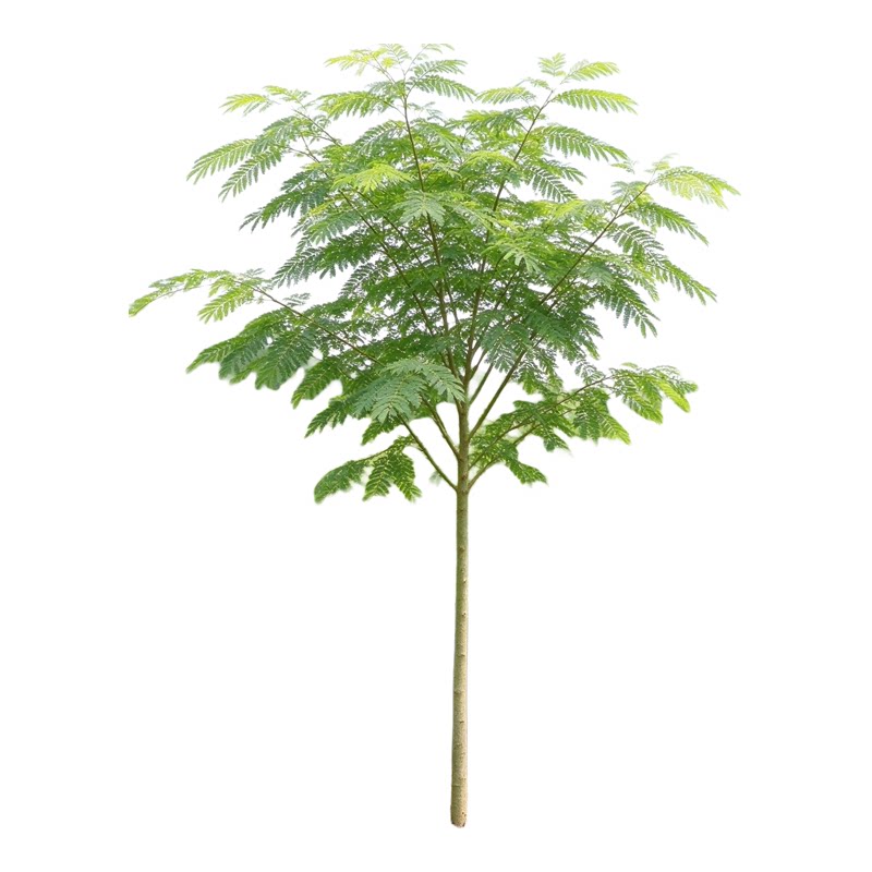 合欢绒花树苗庭院盆栽夏季开花