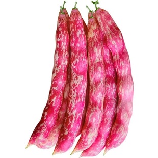 奶香花家雀蛋豆种子油豆角种子架豆油豆鼓豆豆角种子花豆种子菜豆