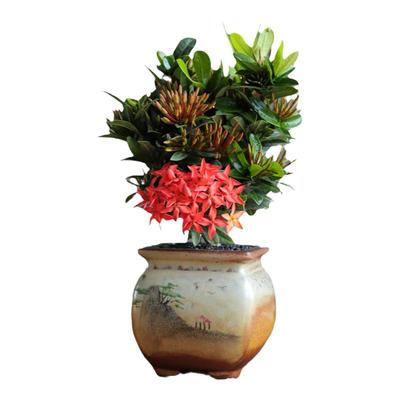 龙船花盆栽绣球花庭院阳台开花室内外桌面花卉好养植物带花苞绿植