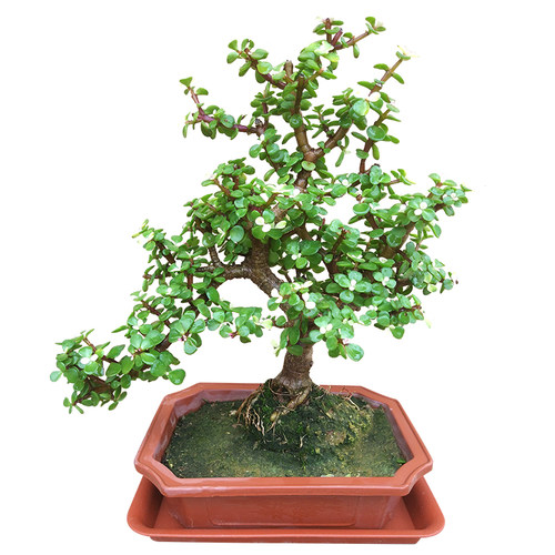 老桩金枝玉叶盆栽 绿植花卉多肉盆景马齿苋树客厅阳台观叶四季青