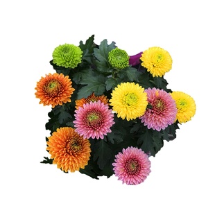 乒乓菊盆栽带花球菊阳台庭院开花植物重瓣球形大苗四季好养菊花卉