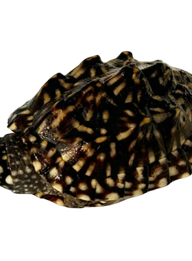 萌龟饲家斑点雪花龟外塘满天星