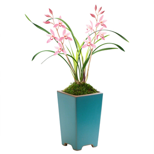 【市长红】兰花苗浓香建兰办公桌盆栽带花苞国兰四季兰名贵绿植