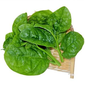 大叶木耳菜种子腾菜紫角叶阳台盆栽豆腐圆形猫耳朵菜种子蔬菜种籽