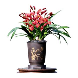 翁源兰花苗大花蕙兰红宝石红花钻石带花浓香室内好养绿植花卉盆栽