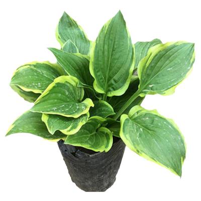 宿根多年生种一次年年长玉簪苗