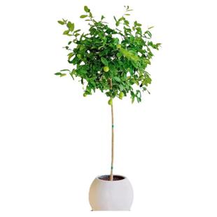 香水柠檬树盆栽大型绿植室内客厅盆栽高杆棒棒糖植物四季开花结果