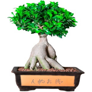 金钱榕树盆景室内外大型绿植盆栽老桩小型小叶人参榕树常绿包成活