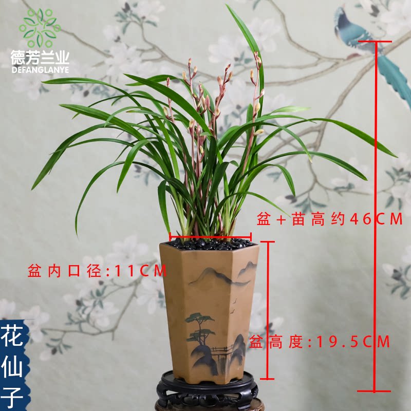 兰花苗建兰花仙子带瓷盆种好浓香好养花卉绿植盆栽桌面兰
