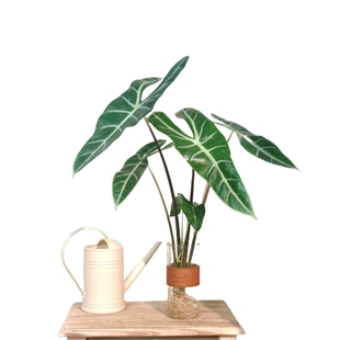 银脉剑叶海芋水培植物办公室内好养客厅桌面绿植热带水生水养高端