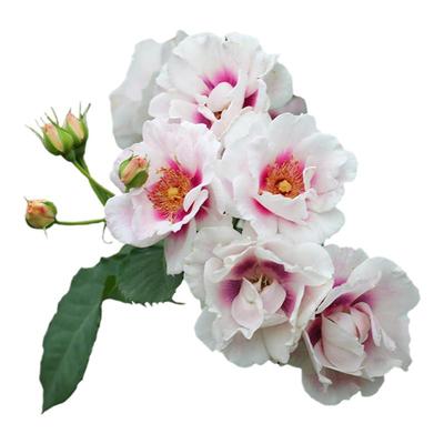 海蒂的花园露台玫瑰植物大花微月