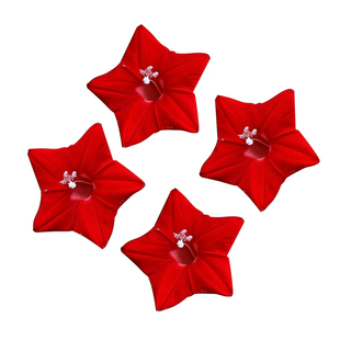 羽叶茑萝种子20粒密茑萝松金丝线五角星花种籽长花期爬藤盆栽春播