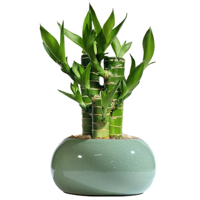 富贵竹植物迷你盆栽办公室