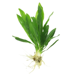 水草植物鱼缸造景大九冠水草阴性水培植物净化水质迷你九冠水草