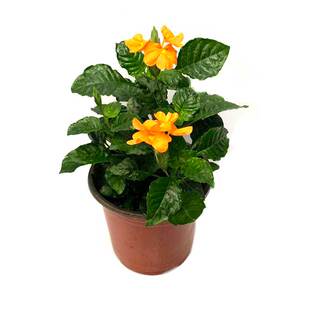 鸟尾花盆栽带花苞多年生室外阳台庭院耐热工程绿化原土发货花期长