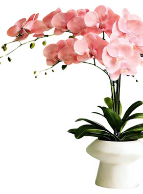 精品蝴蝶兰带花不活包赔