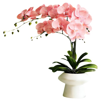 精品蝴蝶兰带花不活包赔