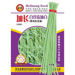 和利农正源加长白珍珠油白豆角种子特长豇豆种籽高产四季豆蔬菜孑