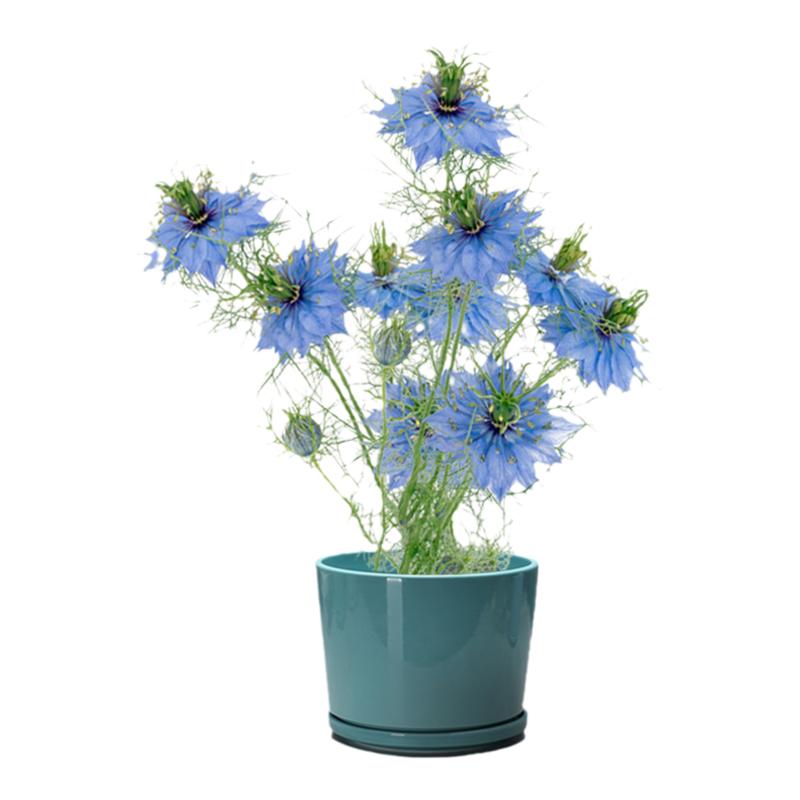 黑种草花种子适合秋季盆栽种植